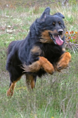 loki jump