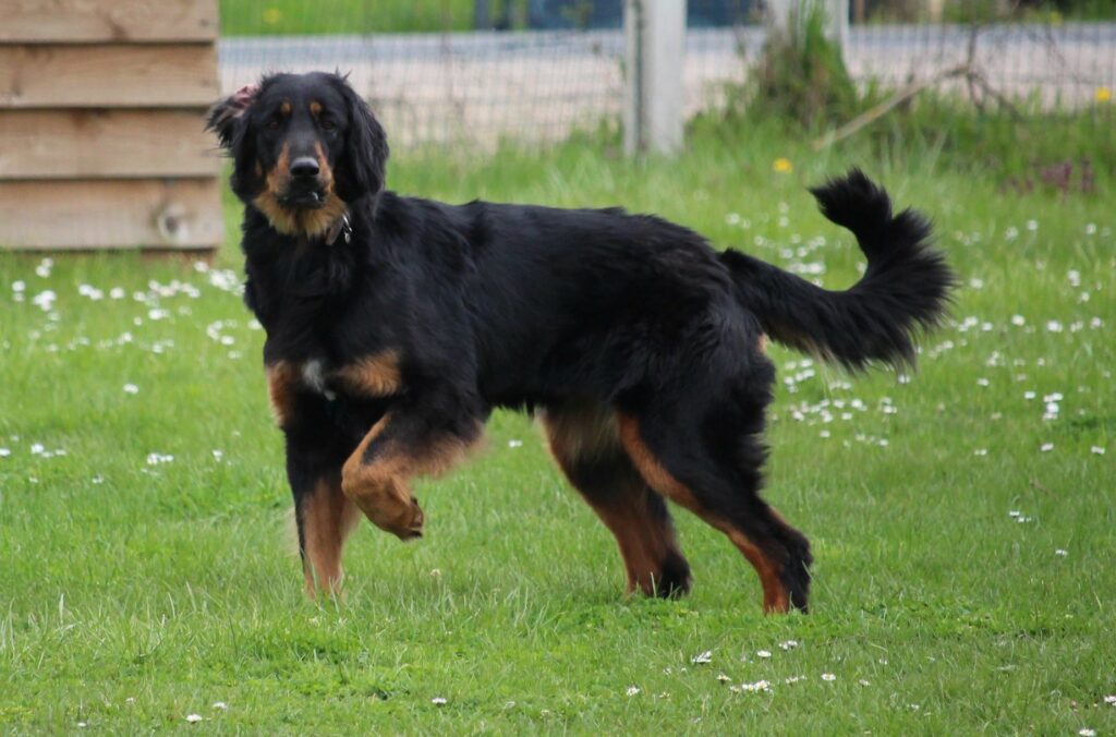 plenty coups 1024x676